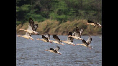 File photo of greylag geese at Sukhna by Lalit Mohan Bansal. File photo of greylag geese at Sukhna by Lalit Mohan Bansal.