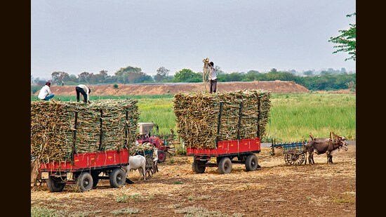 Sugarcane makes its way to market, from fields in Pune. (Shutterstock)