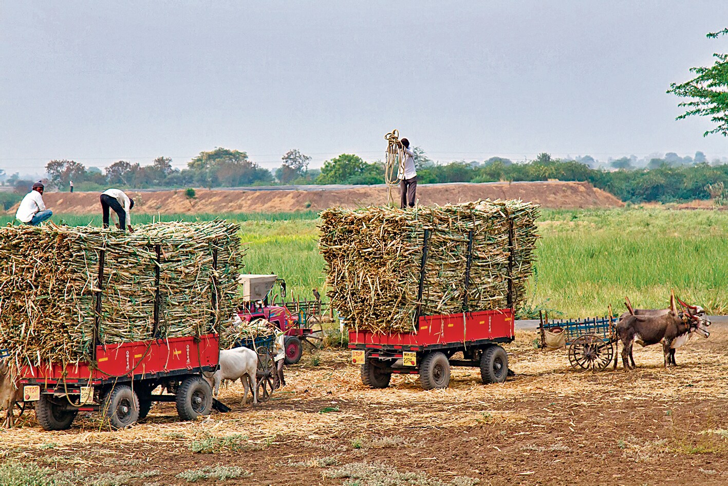 Sugarcane makes its way to market, from fields in Pune. (Shutterstock) Sugarcane makes its way to market, from fields in Pune. (Shutterstock)