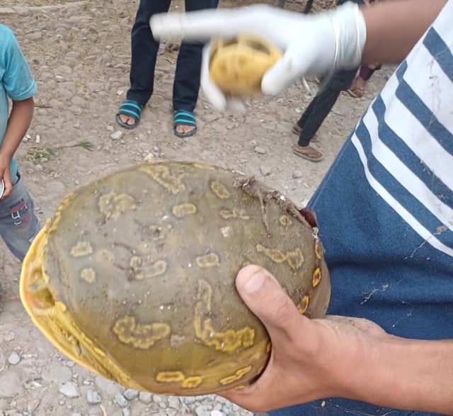 Two flapshell turtles rescued from tribal poachers at Mirch Mandi, Rajpura, by Anmol Arora. (Manvir Malhotra) Two flapshell turtles rescued from tribal poachers at Mirch Mandi, Rajpura, by Anmol Arora. (Manvir Malhotra)