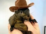 Image provided by Mark Longo shows his pet squirrel Peanut that was seized by officers. Image provided by Mark Longo shows his pet squirrel Peanut that was seized by officers.