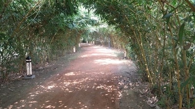 A Bamboo grove with a walkthrough canopy, three water bodies and multilayered gardens at Baansera. The upcoming Nature Interaction Centre will be similar to the Baansera theme park. (Delhi LG-X) A Bamboo grove with a walkthrough canopy, three water bodies and multilayered gardens at Baansera. The upcoming Nature Interaction Centre will be similar to the Baansera theme park. (Delhi LG-X)