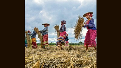 The country is also likely to reap higher quantities of certain oilseeds, such as soyabean, which together with robust cereals production could help to put a lid on a stubborn spell of high food inflation. (PTI) The country is also likely to reap higher quantities of certain oilseeds, such as soyabean, which together with robust cereals production could help to put a lid on a stubborn spell of high food inflation. (PTI)