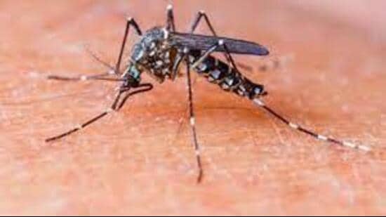 This is the second death reported in Patiala district due to vector borne disease this season. (HT File)