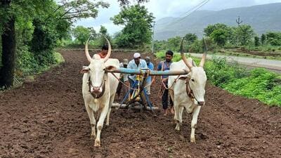 Farmers sow seeds in the fields in Satara. (Hindustan Times) Farmers sow seeds in the fields in Satara. (Hindustan Times)