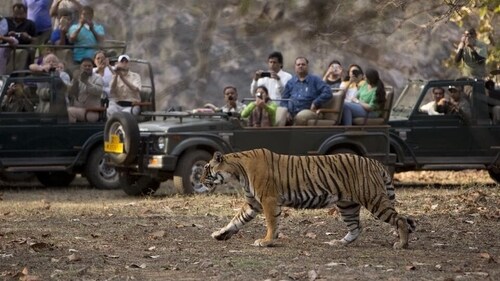Wildlife safari at Ranthambore is an opportunity to see and photograph the major highlights of the park. (Shutterstock) Wildlife safari at Ranthambore is an opportunity to see and photograph the major highlights of the park. (Shutterstock)
