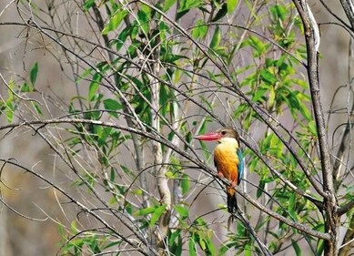 Different species of birds are a regular sight in Ranthambore (Isheta Salgaocar) Different species of birds are a regular sight in Ranthambore (Isheta Salgaocar)