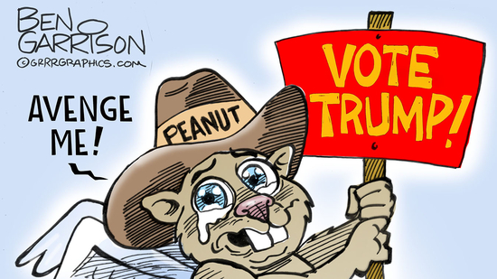Ben Garrison's take on orphaned squirrel Peanut, a late social media star, being euthanised after state authorities seized the beloved pet during a raid on his caretaker Mark Longo's home near Pennsylvania border in rural Pine City.(X @GrrrGraphics)