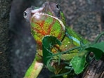 Chameleon