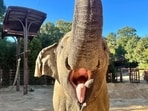 Kamala, the 50-year-old elephant, died just days before the election, which left many in hysterics.