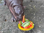 Thailand's pygmy hippopotamus Moo Deng, born in July, predicts Donald Trump as the 2024 presidential election winner at the Khao Kheow Open Zoo in Chonburi province.