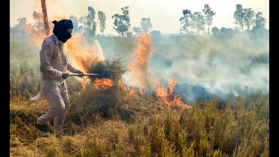 Amritsar: A farmer burns paddy stubble in a field, on the outskirts of Amritsar, Monday, Nov. 4, 2024. (PTI Photo) (PTI) Amritsar: A farmer burns paddy stubble in a field, on the outskirts of Amritsar, Monday, Nov. 4, 2024. (PTI Photo) (PTI)