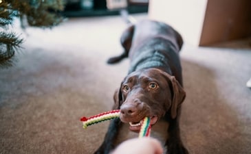Dogs can be stressed and refuse to cooperate when guests are around. (Pexels) Dogs can be stressed and refuse to cooperate when guests are around. (Pexels)
