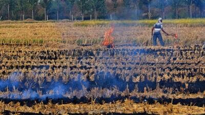 Dr Mohindra said that pollution from stubble burning could impair lung development in children. (HT File)