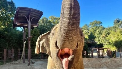 Kamala, the 50-year-old elephant, died just days before the election, which left many in hysterics. Kamala, the 50-year-old elephant, died just days before the election, which left many in hysterics.