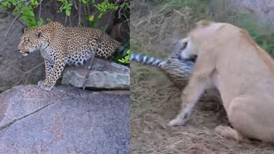 A brave mother leopard fights to keep her cubs safe from a lioness. (Screengrab YouTube/@Latest Sightings) A brave mother leopard fights to keep her cubs safe from a lioness. (Screengrab YouTube/@Latest Sightings)
