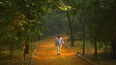 The affidavit filed by the LG claimed only 642 trees were cut. (HT ARCHIVE) The affidavit filed by the LG claimed only 642 trees were cut. (HT ARCHIVE)