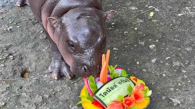Thailand's pygmy hippopotamus Moo Deng, born in July, predicts Donald Trump as the 2024 presidential election winner at the Khao Kheow Open Zoo in Chonburi province. (X/Twitter)
