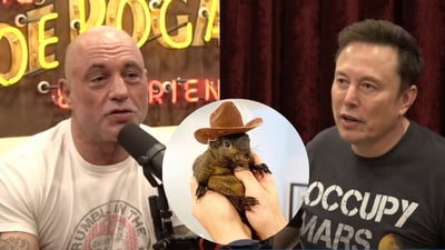 Joe Rogan and Elon Musk condemned the killing of Peanut the squirrel (YouTube) Joe Rogan and Elon Musk condemned the killing of Peanut the squirrel (YouTube)