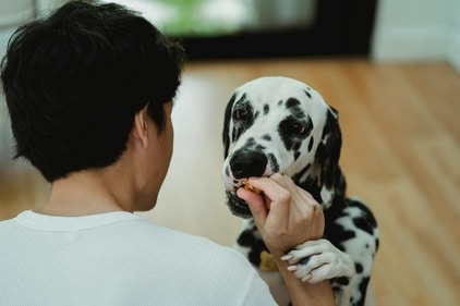 Give your dog treats to encourage good behaviour. (Pexels) Give your dog treats to encourage good behaviour. (Pexels)