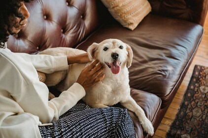 Comfort your dogs before the guests arrive. (Pexels) Comfort your dogs before the guests arrive. (Pexels)