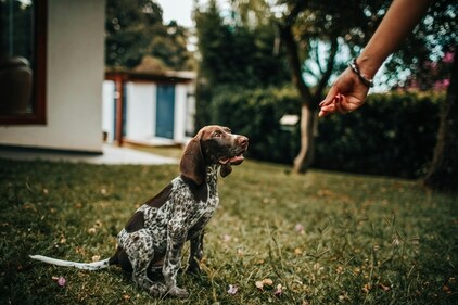 Every dog should know commands like 'stay'. (Pexels) Every dog should know commands like 'stay'. (Pexels)