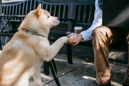Dog training should be modified according to the different temperaments. (Pexels) Dog training should be modified according to the different temperaments. (Pexels)