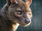 Fossa
