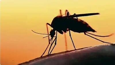 Earlier, Aedes aegypti, the species of mosquitoes, which causes dengue infection couldn’t serve in temperatures below 20 degree Celsius. However, over the last few years it has evolved to adapt to lower temperatures. (HT File)