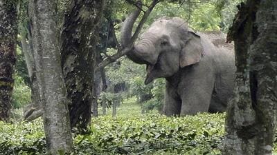 On an average, 83 elephants die annually due to various reasons such as disease, electrocution, train mishaps, poisoning, and hunting. (File Photo) On an average, 83 elephants die annually due to various reasons such as disease, electrocution, train mishaps, poisoning, and hunting. (File Photo)