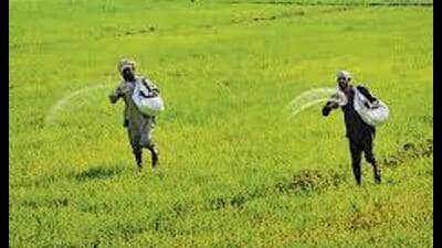 Punjab’s annual requirement of DAP is 8.5 lakh tonnes. (HT Photo) Punjab’s annual requirement of DAP is 8.5 lakh tonnes. (HT Photo)