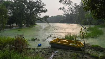 The lake at Jheel Park, near Dhaula Kuan, filled with algal boom, as of November 6. (Vipin Kumar/HT Photo) The lake at Jheel Park, near Dhaula Kuan, filled with algal boom, as of November 6. (Vipin Kumar/HT Photo)