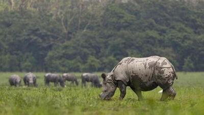 A one-horned rhinoceros grazes in a field at the Pobitora Wildlife Sanctuary. (AP File Photo) A one-horned rhinoceros grazes in a field at the Pobitora Wildlife Sanctuary. (AP File Photo)