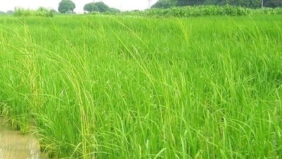 Maharashtra received an impressive 126% average rainfall in 2024, thereby managing to recover from the drought of 2023-24 that severely impacted the farming community. (HT PHOTO) Maharashtra received an impressive 126% average rainfall in 2024, thereby managing to recover from the drought of 2023-24 that severely impacted the farming community. (HT PHOTO)