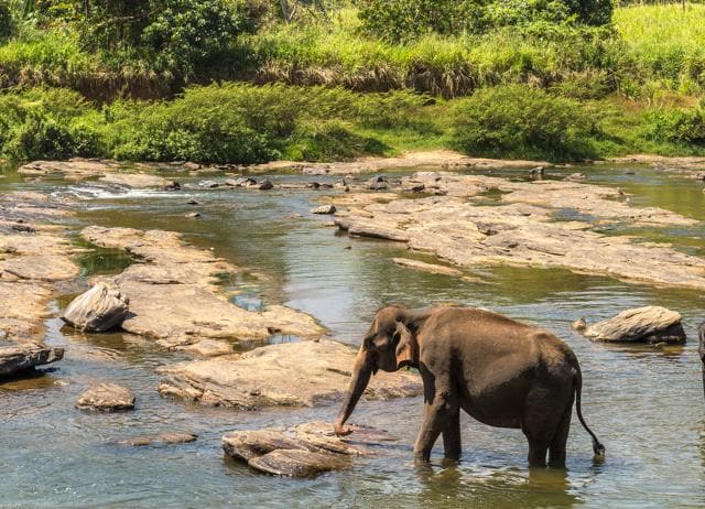 For good food, sands, temples and wildlife, head to Sri Lanka. (ADOBE STOCK)