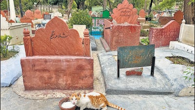 Amid a cluster of graves, a smelly cat is busy raiding a bowl of milk. (HT photo) Amid a cluster of graves, a smelly cat is busy raiding a bowl of milk. (HT photo)