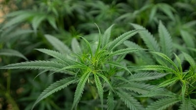 Police recovered around 54 grams of ganja and seized the couple’s mobile phones (AFP) Police recovered around 54 grams of ganja and seized the couple’s mobile phones (AFP)