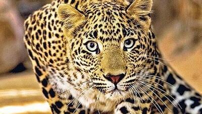 Since March this year, Junnar tehsil has reported seven human deaths due to leopard attacks. (REPRESENTATIVE PHOTO) Since March this year, Junnar tehsil has reported seven human deaths due to leopard attacks. (REPRESENTATIVE PHOTO)