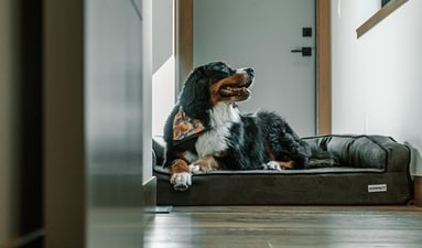 Provide your dog with comfort and support for restful sleep and relaxation. (Pexels) Provide your dog with comfort and support for restful sleep and relaxation. (Pexels)