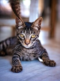Bear is an affectionate and cuddly kitty who gets along well with everyone. Bear is an affectionate and cuddly kitty who gets along well with everyone.