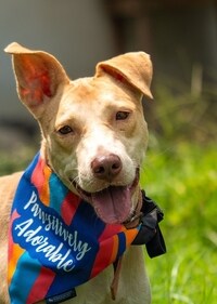 Goli is fantastic with other dogs as well as children. Goli is fantastic with other dogs as well as children.