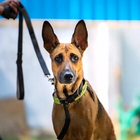 Molly is a friendly soul who bonds easily with anyone who shows affection. Molly is a friendly soul who bonds easily with anyone who shows affection.