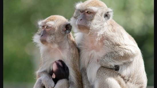 Yemassee Police Department on Facebook: "Alpha Genesis CEO Greg Westergaard told CBS News earlier today the 43 primates escaped after a caretaker failed to secure doors." (Facebook)