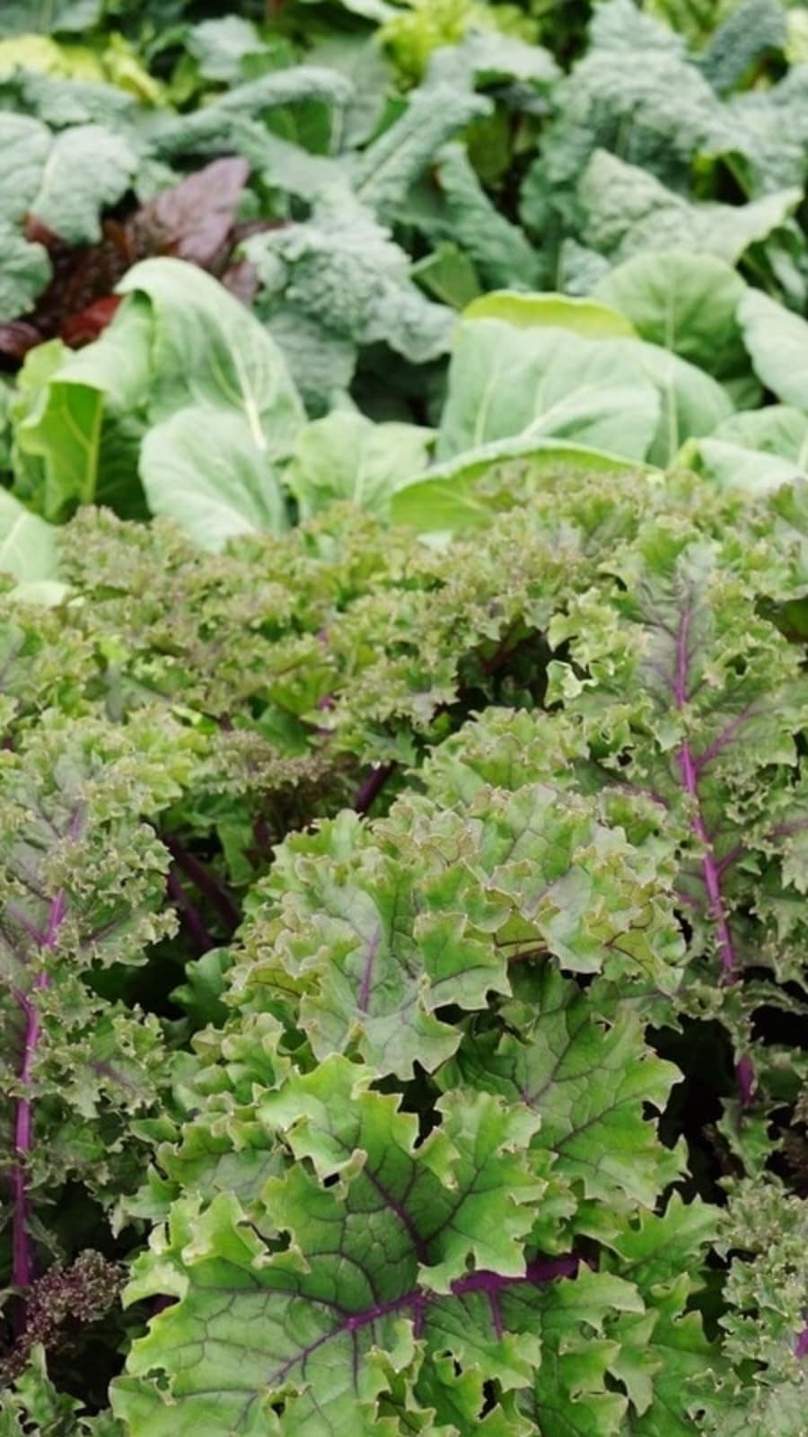kale