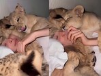 
In a video shared on Instagram, a woman slept with four lion cubs.