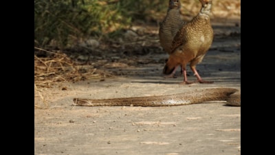 A pair of grey partridges nervously eye a passing Russell’s viper at Bandar, Roopnagar. The spur on the leg can be seen on the male bird in the front. (SUKHWANT S RAJ) A pair of grey partridges nervously eye a passing Russell’s viper at Bandar, Roopnagar. The spur on the leg can be seen on the male bird in the front. (SUKHWANT S RAJ)