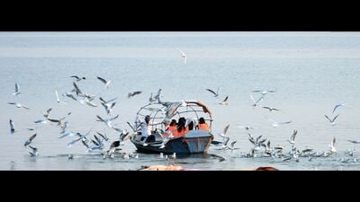 Migratory birds gather atop a boat with visitors at Sangam, Prayagraj (HT) Migratory birds gather atop a boat with visitors at Sangam, Prayagraj (HT)