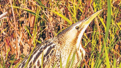 The Great Bittern, known for its distinctive booming call and cryptic plumage, was spotted near the Wular Lake (HT Photo) The Great Bittern, known for its distinctive booming call and cryptic plumage, was spotted near the Wular Lake (HT Photo)