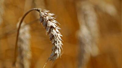 The sowing season for rabi crops begins in mid-October. (File) The sowing season for rabi crops begins in mid-October. (File)