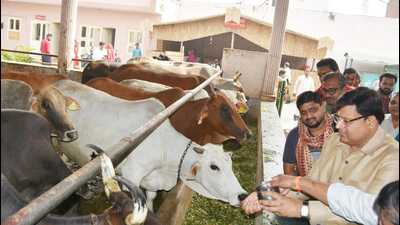 Urban local bodies minister Vipul Goel at the Shri Krishna Gaushala in Karnal on Saturday. (HT Photo)